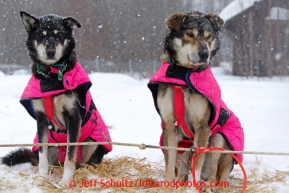 Deedee Jonrowe's dogs Gouda, left, and Cheddar, litter mates, rest at the Takotna checkpoint just before dawn on Wednesday March 6, 2013.Iditarod Sled Dog Race 2013Photo by Jeff Schultz copyright 2013 DO NOT REPRODUCE WITHOUT PERMISSION