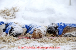 Mitch Seavey dogs rest in the falling snow at the Takotna checkpoint Wednesday March 6, 2013.Iditarod Sled Dog Race 2013Photo by Jeff Schultz copyright 2013 DO NOT REPRODUCE WITHOUT PERMISSION