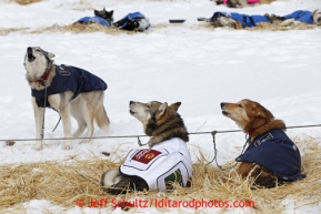 Aliy Zirkle dogs howl in unison at the Takotna checkpoint on Wednesday March 6, 2013.Iditarod Sled Dog Race 2013Photo by Jeff Schultz copyright 2013 DO NOT REPRODUCE WITHOUT PERMISSION