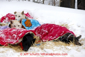 Jessie Royer dogs sleep under their coats at the Takotna checkpoint on Wednesday March 6, 2013.Iditarod Sled Dog Race 2013Photo by Jeff Schultz copyright 2013 DO NOT REPRODUCE WITHOUT PERMISSION