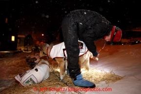 Aliy Zirkle puts foot ointment on her dog as they rest during their 24 hour layover at the Tokotna checkpoint just before dawn on Wednesday March 6, 2013.Iditarod Sled Dog Race 2013Photo by Jeff Schultz copyright 2013 DO NOT REPRODUCE WITHOUT PERMISSION