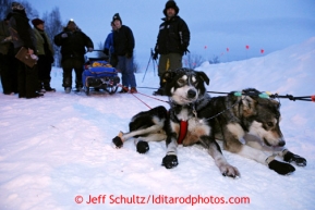 Mike Williams' s wheel dogs lay down as he checks into the Tokotna checkpoint for his 24 hour layover just before dawn on Wednesday March 6, 2013.Iditarod Sled Dog Race 2013Photo by Jeff Schultz copyright 2013 DO NOT REPRODUCE WITHOUT PERMISSION