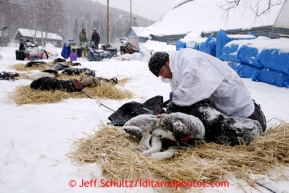 Brent Sass removes harnesses and puts jackest on his dogs at the Tokotna checkpoint just before dawn on Wednesday March 6, 2013.Iditarod Sled Dog Race 2013Photo by Jeff Schultz copyright 2013 DO NOT REPRODUCE WITHOUT PERMISSION