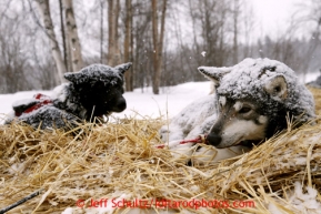 Brent Sass' dog Bolt rests at the Tokotna checkpoint just before dawn on Wednesday March 6, 2013.Iditarod Sled Dog Race 2013Photo by Jeff Schultz copyright 2013 DO NOT REPRODUCE WITHOUT PERMISSION