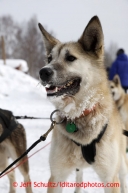 A Richie Diehl dog at the Takotna checkpoint on Wednesday March 6, 2013.Iditarod Sled Dog Race 2013Photo by Jeff Schultz copyright 2013 DO NOT REPRODUCE WITHOUT PERMISSION