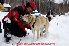 Volunteer veterinarian Alan Hallman examines a Richie Diel dog at the Takotna checkpoint on Wednesday March 6, 2013.Iditarod Sled Dog Race 2013Photo by Jeff Schultz copyright 2013 DO NOT REPRODUCE WITHOUT PERMISSION