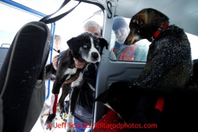 Dropped dogs are loaded onto pilot Greg Fischer's plane on the Takotna airstrip on Wednesday March 6, 2013.Iditarod Sled Dog Race 2013Photo by Jeff Schultz copyright 2013 DO NOT REPRODUCE WITHOUT PERMISSION