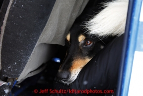 A dropped dog peers out of the back of pilot Greg Fischer's plane at the Takotna airstrip on Wednesday March 6, 2013.Iditarod Sled Dog Race 2013Photo by Jeff Schultz copyright 2013 DO NOT REPRODUCE WITHOUT PERMISSION