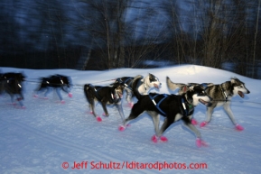 Matt Failor's dogs run into the Takotna checkpoint on Wednesday March 6, 2013.Iditarod Sled Dog Race 2013Photo by Jeff Schultz copyright 2013 DO NOT REPRODUCE WITHOUT PERMISSION