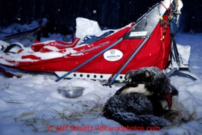 A dog rests next to Mike Williams, Jr.'s sled at the Takotna checkpoint on Wednesday March 6, 2013.Iditarod Sled Dog Race 2013Photo by Jeff Schultz copyright 2013 DO NOT REPRODUCE WITHOUT PERMISSION