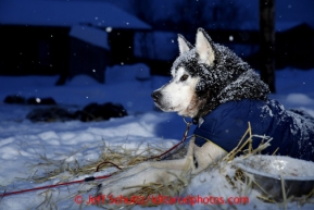 Mike Williams, Jr.'s dog rests in the snow at the Takotna checkpoint on Wednesday March 6, 2013.Iditarod Sled Dog Race 2013Photo by Jeff Schultz copyright 2013 DO NOT REPRODUCE WITHOUT PERMISSION