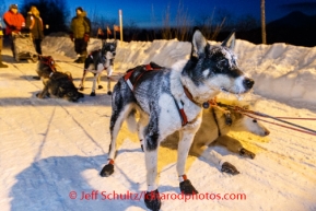 Iditarod 2014 05 Wednesday