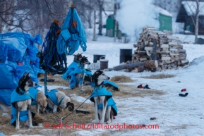 Iditarod 2014 06 Thursday