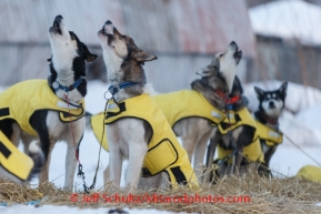 Iditarod 2014 06 Thursday