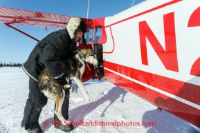 Volunteer Iditarod Air Force Pilot Wes Erb loads a dropped dog into is Cessna 180 airplane at the Cripple checkpoint, Thursday, March 6, during the Iditarod Sled Dog Race 2014.PHOTO (c) BY JEFF SCHULTZ/IditarodPhotos.com -- REPRODUCTION PROHIBITED WITHOUT PERMISSION