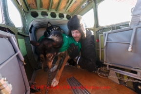 Volunteer Iditarod Air Force Pilot Wes Erb loads a dropped dog into is Cessna 180 airplane at the Cripple checkpoint, Thursday, March 6, during the Iditarod Sled Dog Race 2014.PHOTO (c) BY JEFF SCHULTZ/IditarodPhotos.com -- REPRODUCTION PROHIBITED WITHOUT PERMISSION