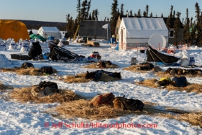 Teams rest at the Cripple checkpoint camp, Thursday, March 6, during the Iditarod Sled Dog Race 2014.PHOTO (c) BY JEFF SCHULTZ/IditarodPhotos.com -- REPRODUCTION PROHIBITED WITHOUT PERMISSION