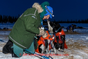 Volunteer veterinarian Jim Reichert examines a Ken Anderson dog at the Cripple checkpoint, Thursday, March 6, during the Iditarod Sled Dog Race 2014.PHOTO (c) BY JEFF SCHULTZ/IditarodPhotos.com -- REPRODUCTION PROHIBITED WITHOUT PERMISSION