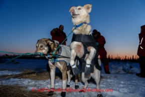 A Ray Redington Jr. dog leaps to leave as Ray is ready to depart the Cripple checkpoint, Thursday, March 6, during the Iditarod Sled Dog Race 2014.PHOTO (c) BY JEFF SCHULTZ/IditarodPhotos.com -- REPRODUCTION PROHIBITED WITHOUT PERMISSION