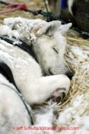 Wednesday March 7, 2012   Jerry Sousa dog rests at the McGrath checkpoint. Iditarod 2012.