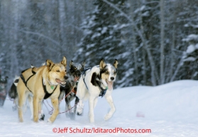 Wednesday March 7, 2012   Braxton Peterson's team runs down the trail near McGrath in the morning. Iditarod 2012.