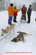 Wednesday March 7, 2012  Trent Herbst dogs rub in the snow as he checks into the McGrath checkpoint. Iditarod 2012.