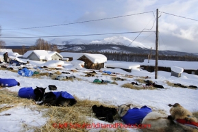 Wednesday March 7, 2012  Dogs rest on straw at the Takotna checkpoint Iditarod 2012.