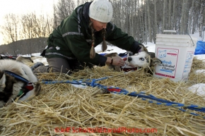 Wednesday March 7, 2012  Volunteer veterinarian Julie Kittams examines Bruce Linton's dogs at the Takotna checkpoint Iditarod 2012.