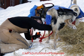 Wednesday March 7, 2012  Emma Cantor, one of the "P-team" gets a urine sample from a Mitch Seavey dog for the random drug testing on the dogs at the Takotna checkpoint Iditarod 2012.