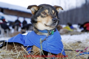 Wednesday March 7, 2012   Mitch Seavey 's dog "Tanner" rests at the Takotna checkpoint on during the team's 24 hour layover.   Iditarod 2012.