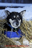 Wednesday March 7, 2012  One of Karin Hendrickson 's dogs rests covered in straw during their 24 hour layover at the Takotna checkpoint Iditarod 2012.