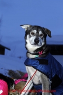 Wednesday March 7, 2012   One of DeeDee Jonrowe 's dogs rests at the Takotna checkpoint Iditarod 2012.