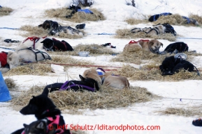 Teams sleep on straw at the halfway checkpoint of Iditarod on Thursday March 7, 2013.

Iditarod Sled Dog Race 2013

Photo by Jeff Schultz copyright 2013 DO NOT REPRODUCE WITHOUT PERMISSION