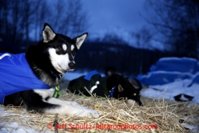 Karin Hendrickson dog Spartan rests at the Takotna checkpoint on Thursday March 7, 2013.Iditarod Sled Dog Race 2013Photo by Jeff Schultz copyright 2013 DO NOT REPRODUCE WITHOUT PERMISSION