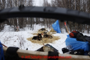 Jason Mackey 's team rests at the halfway checkpoint of Iditarod on Thursday March 7, 2013.

Iditarod Sled Dog Race 2013

Photo by Jeff Schultz copyright 2013 DO NOT REPRODUCE WITHOUT PERMISSION