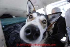 DeeDee Jonrowe 's dog "Willow" , dropped in Iditarod, waits in pilot Greg Miller 's plane for a ride back to McGrath on  on Thursday March 7, 2013.

Iditarod Sled Dog Race 2013

Photo by Jeff Schultz copyright 2013 DO NOT REPRODUCE WITHOUT PERMISSION