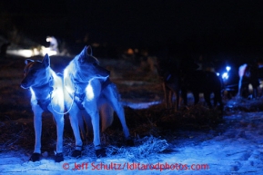 Jessie Royer's lead dogs collars glow in the dark as she prepares to leave from the halfway checkpoint of Iditarod on Thursday March 7, 2013.

Iditarod Sled Dog Race 2013

Photo by Jeff Schultz copyright 2013 DO NOT REPRODUCE WITHOUT PERMISSION