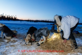 Kristi Berington gives her dogs a straw bed shortly after she arrives at the Cripple checkpoint in the early morning on Friday March 7, during the Iditarod Sled Dog Race 2014.PHOTO (c) BY JEFF SCHULTZ/IditarodPhotos.com -- REPRODUCTION PROHIBITED WITHOUT PERMISSION