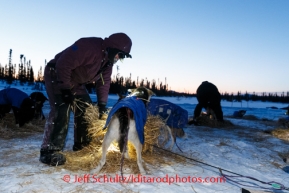 Bob Bundtzen gives straw to his dogs after arriving at  the Cripple checkpoint, Friday March 7, during the Iditarod Sled Dog Race 2014.PHOTO (c) BY JEFF SCHULTZ/IditarodPhotos.com -- REPRODUCTION PROHIBITED WITHOUT PERMISSION