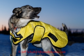 A Matts Pettersson dog howls at the Cripple checkpoint, Friday March 7, during the Iditarod Sled Dog Race 2014.PHOTO (c) BY JEFF SCHULTZ/IditarodPhotos.com -- REPRODUCTION PROHIBITED WITHOUT PERMISSION