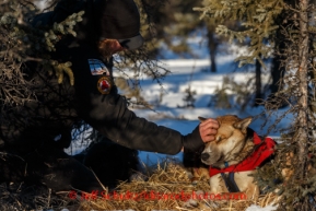 Justin Savidis gives his lead dog, Fritz, rub down at the Cripple checkpoint on Friday March 7, during the Iditarod Sled Dog Race 2014.PHOTO (c) BY JEFF SCHULTZ/IditarodPhotos.com -- REPRODUCTION PROHIBITED WITHOUT PERMISSION