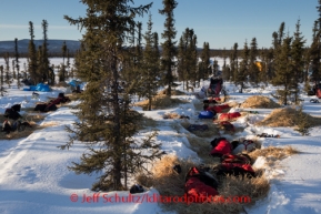 Iditarod dogs take a well-deserved break at the Cripple checkpoint on Friday, March 7, during the Iditarod Sled Dog Race 2014.PHOTO (c) BY JEFF SCHULTZ/IditarodPhotos.com -- REPRODUCTION PROHIBITED WITHOUT PERMISSION