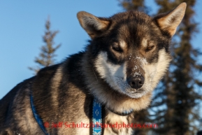 Karin Hendrickson's dog, Elway, takes it all in during a rest at the Cipple checkpoint on Friday, March 7, during the Iditarod Sled Dog Race 2014.PHOTO (c) BY JEFF SCHULTZ/IditarodPhotos.com -- REPRODUCTION PROHIBITED WITHOUT PERMISSION