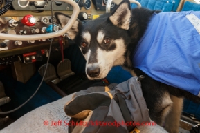 One of Karin Hendrickson's dogs is strapped in for a flight out of the Cripple checkpoint on Friday, March 7, during the Iditarod Sled Dog Race 2014. Dogs that are injured or tired may be left at checkpoints in the care of professional veterinarians. They are then transported to Anchorage for a musher's family or friends or handler to retrieve them.PHOTO (c) BY JEFF SCHULTZ/IditarodPhotos.com -- REPRODUCTION PROHIBITED WITHOUT PERMISSION