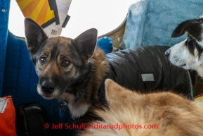 Iditarod dogs wait for their flight to depart from the Cripple checkpoint on Friday, March 7, during the Iditarod Sled Dog Race 2014. Dogs that are injured or tired may be left at checkpoints in the care of professional veterinarians. They are then transported to Anchorage for a musher's family or friends or handler to retrieve them. PHOTO (c) BY JEFF SCHULTZ/IditarodPhotos.com -- REPRODUCTION PROHIBITED WITHOUT PERMISSION