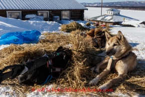 Richie Diehl's dog team rests in the afternoon sun in the Yukon village of Ruby, Alaska, on Friday, March 7, during the Iditarod Sled Dog Race 2014.PHOTO (c) BY JEFF SCHULTZ/IditarodPhotos.com -- REPRODUCTION PROHIBITED WITHOUT PERMISSION