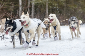 Chuck Schaeffer leads dogs along the bike/ski trail during the cermonial start day of Iditarod 2015 in Anchorage, Alaska. Saturday March 7, 2015(C) Jeff Schultz/SchultzPhoto.com - ALL RIGHTS RESERVED DUPLICATION  PROHIBITED  WITHOUT  PERMISSION