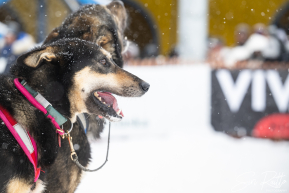 Ceremonial Start, Downtown Anchorage, Alaska