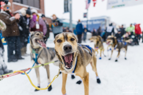 Wade Marrs' Dogs at Ceremonial Start
