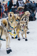 Sadie Lindquist's Team